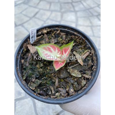 ( สุดคุ้ม+++ ) บอนสี Caladium ส่งพร้อมกระถาง 1 ต้น บับเบิ้ล, สตรอรี่สตาร์, นิวเวฟ, ศรีเบญจรงค์, ของขวัญ, เสือพราน, เพชรจรัสแสง ราคาถูก พรรณ ไม้ น้ำ พรรณ ไม้ ทุก ชนิด พรรณ ไม้ น้ำ สวยงาม พรรณ ไม้ มงคล