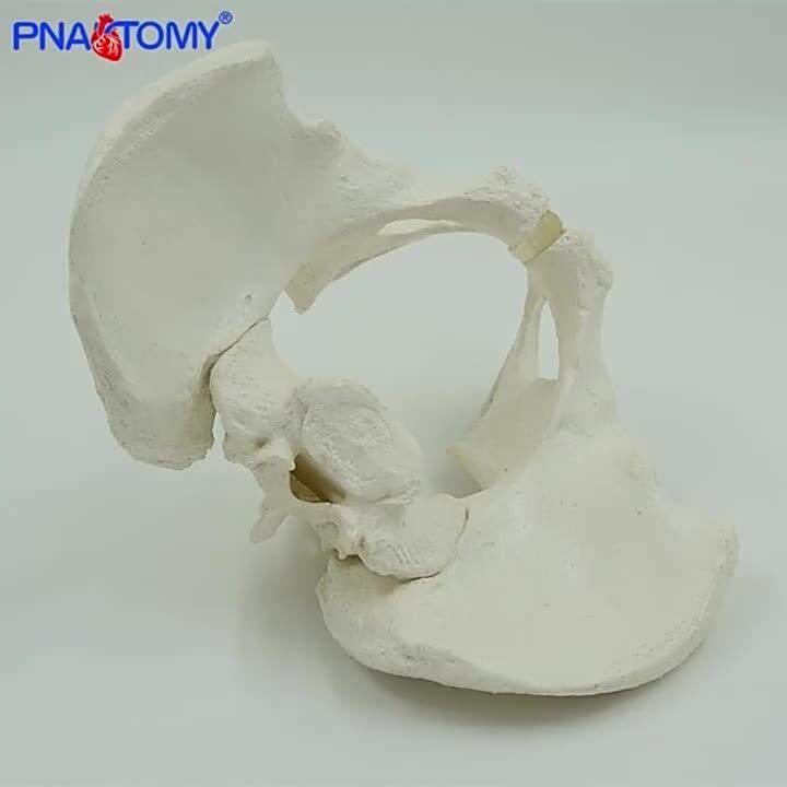 Life Size Male Pelvis Model Pelvic Bone Ischium Ilium and Pubis Sacrum ...