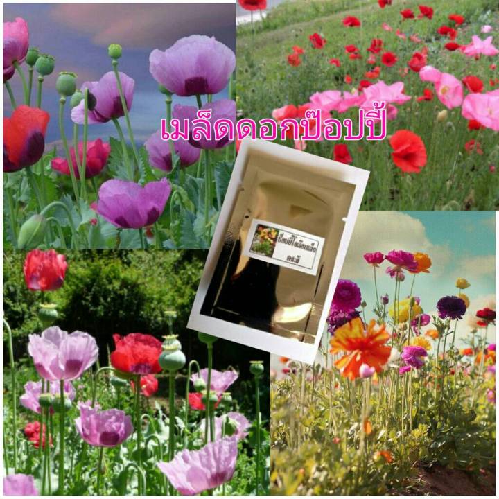 เมล็ดดอกป็อปปี้-คละสี-poppy-flower-mix-ปลูกประดับสวยงามประมาณ100-300เมล็ด-ซอง