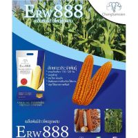 เมล็ดพันธุ์ข้าวโพดเลี้ยงสัตว์ลูกผสมเดี่ยว ERW888  บรรจุ 5 กิโลกรัม พันธุ์ฝักแฝด พันธุ์ฝักคู่ พันธุ์ 2 ฝัก