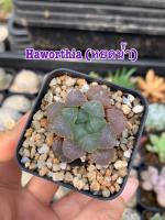 หยดน้ำ (Haworthia) ไม้อวบน้ำ (3cm) พร้อมส่ง แคคตัส กระบองเพชร ต้นไม้จิ๋ว