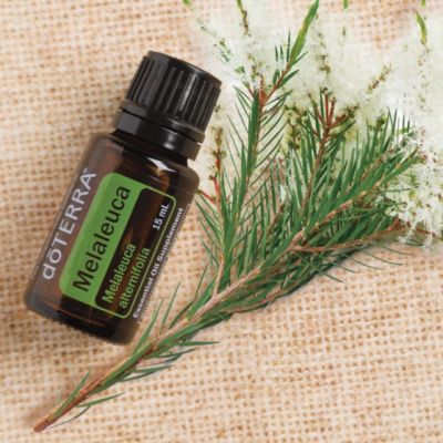 Melaleuca Essential Oil น้ำมันหอมระเหย เมลาลูคา ทีทรี พร้อมส่ง ส่งฟรี