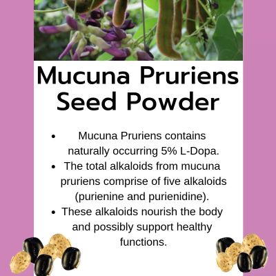 100% Pure Mucuna Pruriens,หมามุ่ยผง (สุก) ,500 Grams Extract with L-Dopa Powder Natural Dopamine Brain and Mood Support Brain