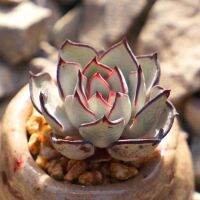 Woww สุดคุ้ม ไม้อวบน้ำ ECHEVERIA STRICTIFLORA V NOVA  50pcs. ราคาโปร พรรณ ไม้ น้ำ พรรณ ไม้ ทุก ชนิด พรรณ ไม้ น้ำ สวยงาม พรรณ ไม้ มงคล