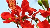 ขายส่ง 100 เมล็ด เมล็ดหางนกยูงสีแดง Flower fence Peacock’s crest Pride of Barbados ขวางยอย จำพอ ซมพอ นกยูงไทย พญาไม้ผุ หนวดแมว ต้นอินทรีย์