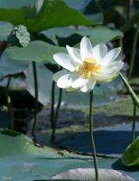 5 เมล็ดพันธุ์ บัว สายพันธุ์  Asiatic Nelumbo สีขาว นำเข้าจาก อเมริกา เพาะปลูกและเก็บเมล็ดในไทย ขยายพันธุ์ในไทยได้