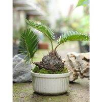 โปรแรง ปรงญี่ปุ่นแคระ Cycas revoluta Thunb  พร้อมกระถางเซรามิก สินค้าตรงตามรูป เก็บเงินปลายทาง