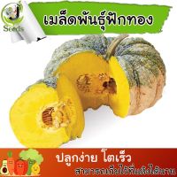 เมล็ดพันธุ์ ฟักทอง พันธุ์ ทองอำไพ  คางคก (Pumpkin Thong Ampai 426) 30 เมล็ด ปลูกง่าย ปลูกได้ทั่วไทย