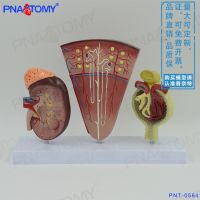 The human body three-dimensional anatomical model of kidney and renal unit glomerular medical male urology urinary system