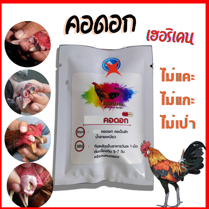 คอดอกไก่-คอดอกไก่ชน-เฮอริเคน-ไก่ชน-คนเลี้ยงไก่-10m-และ7m