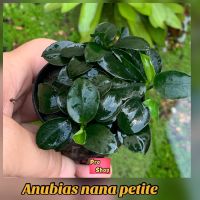 Anubias  petite อนูเบียสแคระ ไม้น้ำยอดนิยม ฟอร์มสวย เต็มพอต บริการเก็บเงินปลายทาง สำหรับคุณ