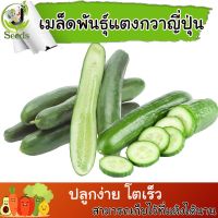 เมล็ดพันธุ์ แตงกวาญี่ปุ่น mini cucumber japanese 60 เมล็ด ปลูกง่าย ปลูกได้ทั่วไทย #เมล็ดผัก