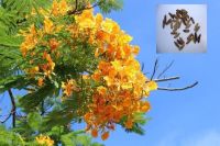 เมล็ดพันธุ์ หางนกยูงฝรั่ง 30 เมล็ด สีเหลือง Flame Tree, Flamboyant, Royal Poinciana