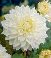 1 หัว/ออเดอร์ รักเร่ Dahlia Bulb สายพันธุ์ White Perfection หัวรักเร่ ดอกไม้ หัวหน่อ เหง้า นำเข้า เนเธอร์แลน หัวสดใหม่