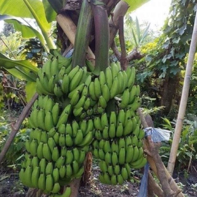 เนื้อเยื่อ-ต้นกล้าต้กล้วยมาฮอย-ต้นกล้วยปลูกเนื้อเยื่อ-ให้ผลผลิตสูง-เก็บเกี่ยวเร็ว-ผลหวานหอม