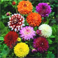 HOT** เมล็ดดอกบัวน้ำ ของแท้ 100% เมล็ดพันธุ์ Dahlia Flower Seeds เมล็ดพันธุ์พืช เมล็ดดอกไม้ ต้นไม้มงคล พันธุ์ดอกไม้ ชวนชม ส่งด่วน พรรณ ไม้ น้ำ พรรณ ไม้ ทุก ชนิด พรรณ ไม้ น้ำ สวยงาม พรรณ ไม้ มงคล