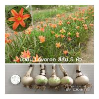 บัวดิน Lavalon ดอกบัวดินสีส้มแดง 5 หัว