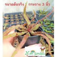 ต้นหยาดน้ำค้าง Drosera Adelae , Adel (พันธุ์ อดิเล่ , อเดล) พืชดักจับแมลง (ส่งทั้งกระถาง 3 นิ้ว) ใบยาว น้ำหยาดเยื้มๆ ชอบความชื้น ชอบแดดจัด