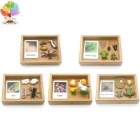 Treeyear Life Cycle of a Frog and Montessori 3 ส่วนการ์ดของเล่นสําหรับเด็กเพื่อการศึกษา