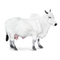 โมเดลวัวพันธุ์อองโกลOngole cow รุ่น SFR 100150