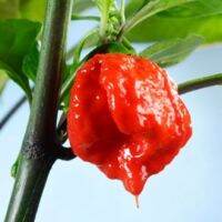 พริกเผ็ดที่สุดในโลก!!ถูกที่สุด50 เมล็ด carolina reaper ️ปลูกง่าย ขึ้นไว เผ็ดที่สุด  [ไม่ใช่พืช! เป็นเมล็ดพันธุ์] [คลังสินค้าจุด][ขายตรงจากโรงงาน][ของแท้อย่างเป็นทางการ][โปรโมชั่นลดราคา][50 เมล็ดพันธุ์][เมล็ดผลไม้][เมล็ดพันธุ์ผัก][อร่อยจัง][ปลอดภัย][คลังสิ