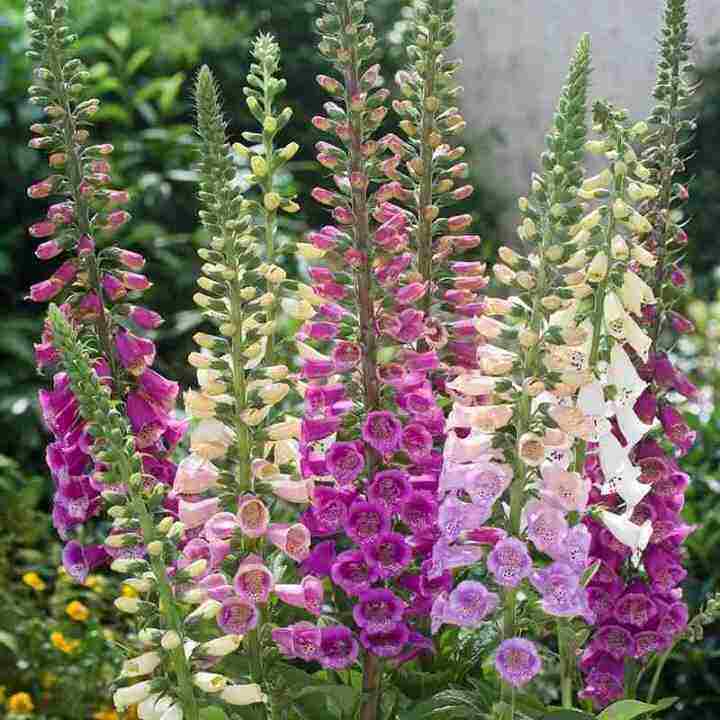 Bunga Digitalis Purpurea Mix Flower Foxglove Seeds 