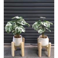 ( Pro+++ )++ Monstera albo holland ต้นมอนสเตอร่าอัลโบ้ฮอลแลนด์ปลอม ลายวากิว ต้นมอนสเตอร่าด่างปลอม ต้นไม้ด่าง ต้นไม้ปลอม สูง 45 cm ราคาดี ต้นไม้ ฟอก อากาศ กระถาง ต้นไม้ ไม้ ประดับ ต้นไม้ ปลูก ใน บ้าน