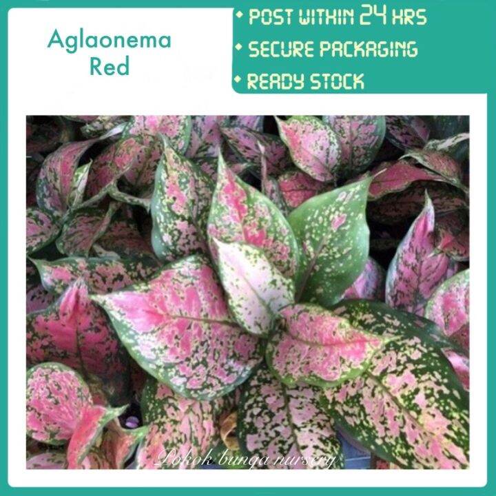 PBN - aglaonema red - pokok bunga nursery tanaman hidup senang dijaga ...