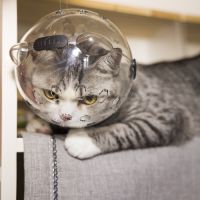 Anti-Bite Cat Head ป้องกัน Space Ball Grooming อุปกรณ์เสริมสำหรับแมว Breathable Muzzle หมวกกันน็อก Bath Cat อุปกรณ์