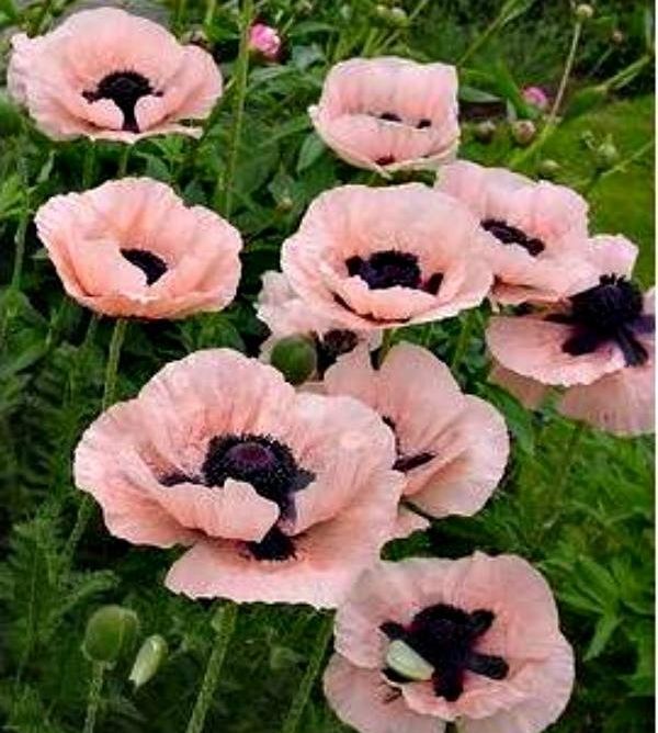 เมล็ดดอกป็อปปี้-คละสี-poppy-flower-mix-ปลูกประดับสวยงามประมาณ100-300เมล็ด-ซอง