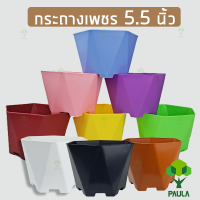 Paulas กระถาง 6 เหลี่ยม 5.5 นิ้ว หกเหลี่ยม กระถางมินิมอล กระถางพาสเทล กระถางทรงเตี้ย กระถางพลาสติก กระถางแคคตัส กระถางขาว​ กระถางเพชร