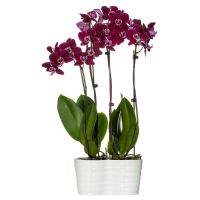 35 เมล็ดพันธุ์ เมล็ดกล้วยไม้ ฟาแลนนอปซิส (Phalaenopsis Orchids) Orchid flower seed. อัตราการงอกสูง 80-85%