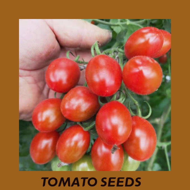 200 Seeds/pack SUPER POPE TOMATO SEEDS TOMATOES SEEDS High Yielding