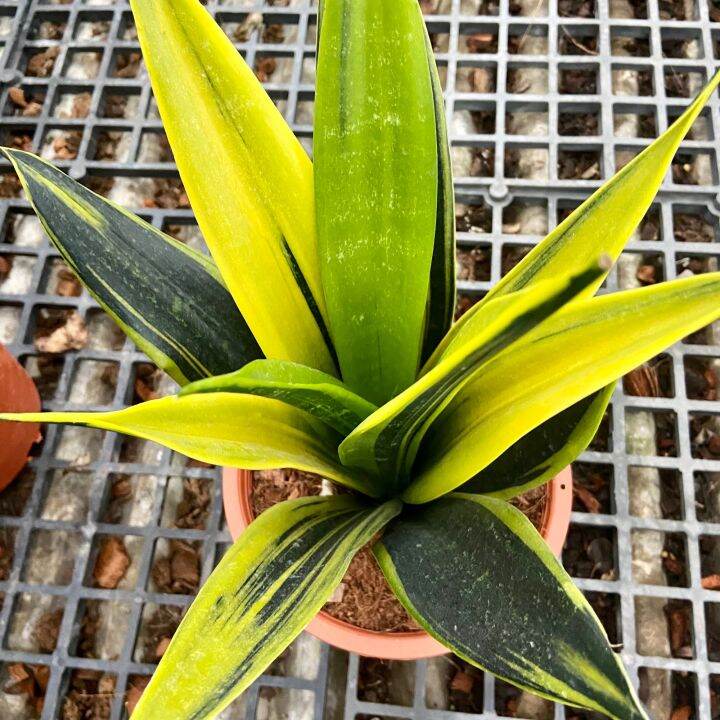 ส่งไว-ต้นลิ้นมังกรโกลเฟรม-dracaena-trifasciata-gold-flame-หายาก-ใหญ่มาก-กระถาง-8-นิ้ว-ต้นไม้มงคล-ต้นไม้ฟอกอากาศ-ต้นไม้ส่งทั้งกระถาง