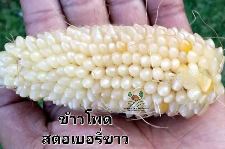 ข้าวโพด-เมล็ดพันธุ์ข้าวโพดสตอเบอรี่ขาว-white-strawberry-corn-seeds-บรรจุ-3-เมล็ด-10-บาท