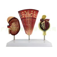 ไตและไต,โมเดล Glomerular/โมเดลไตมนุษย์/โมเดลไต/โมเดลกายวิภาคของไต/ระบบทางเดินไต