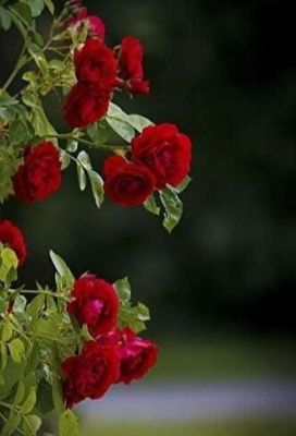 30 เมล็ด เมล็ดพันธุ์ กุหลาบพวง Floribunda Rose Seeds สีแดง ดอกหอม นำเข้าจากต่างประเทศ พร้อมคู่มือ เมล็ดสด ใหม่