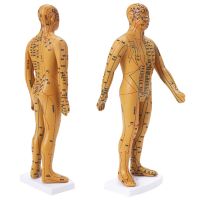 ┅ 35cm Human Body Acupuncture Model Male Meridians Model Medical Science Teaching Resources Dropshipping