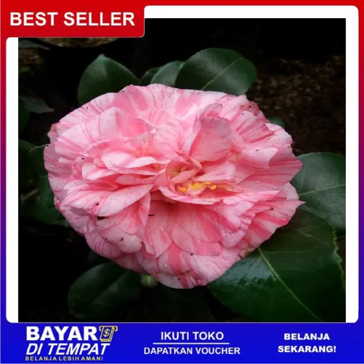 Bibit Tanaman Bunga Camelia Bicolor Pink An+ | Lazada Indonesia