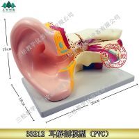 6 times 33212 the anatomy of the ear model (enlarge) biological experimental equipment of ear model teaching instrument