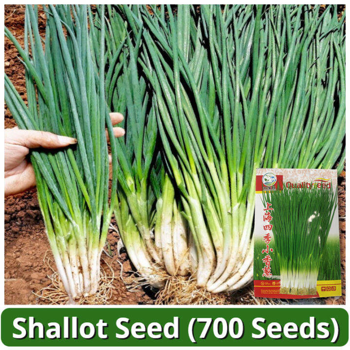 High Yield Shallots Seeds (700 Seed) Balcony Potted Shallot Seeds for