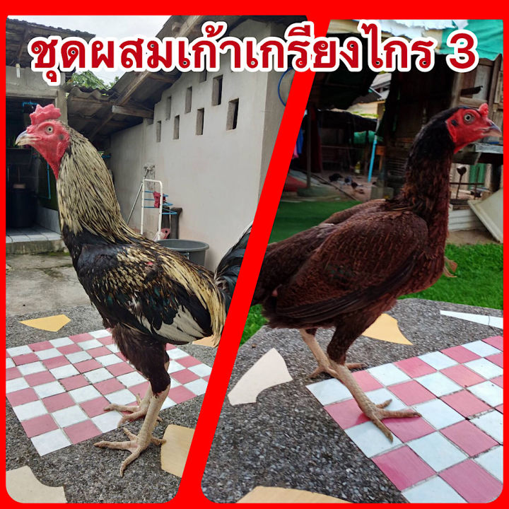 ไข่ไก่ชน-พม่าสายมูเซอดำ