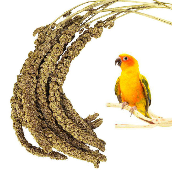 250 Gram Millet Spray Yellow Millet bird seed for hamsters & Parrots Birds Lazada PH