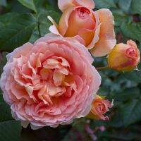 28 เมล็ด เมล็ดพันธุ์ Home Seed  กุหลาบ พันธุ์ Abraham Darby Rose Seeds ดอกใหญ่ นำเข้าจากต่างประเทศ