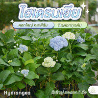 Treeno.9 T151 ไฮเดรนเยีย คละสี (Hydrangea) กระถาง 8 นิ้ว / สูง 80-90 ซม. / ไม้ประดับ ไม้ดอก ปลูกในไทยได้ (ต้นไม้)