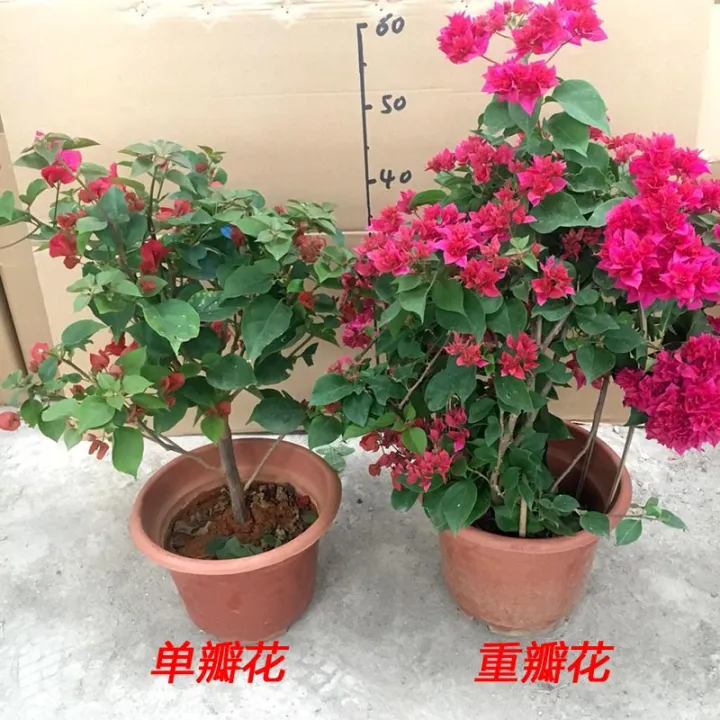 Rhododendron potted bougainvillea, small seedlings, precious towel flowers,  indoor balcony, courtyard gardening flowers, four seasons blooming bonsai |  Lazada PH