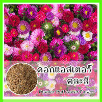 พร้อมส่ง ❗ รหัส 004 ดอกแอสเตอร์ คละสี (Powder Puff Aster Flower Seed) เมล็ดพันธุ์ OP แท้  เมล็ดนำเข้าจากต่างประเทศ