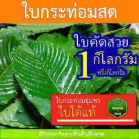 ?ใบกระท่อม สด? ชุมพร ใบคัดแก่ ใบสวย ใบต้ม 1 กก. ? 89 บาท ราคาถูก