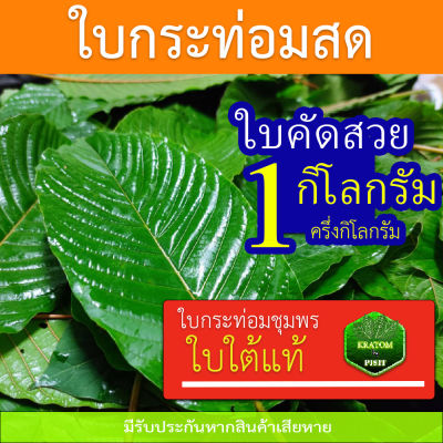 🍃ใบกระท่อม สด🍃 ชุมพร ใบคัดแก่ ใบสวย ใบต้ม 1 กก. 🔥 89 บาท ราคาถูก