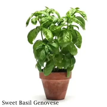 Basilic Genovese Best Price in Singapore Dec 2023 Lazada.sg